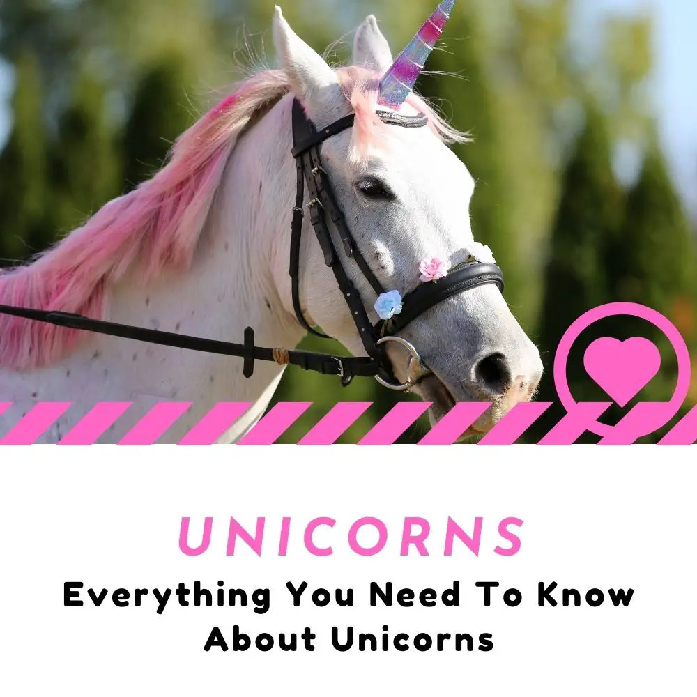 Unicorns for Beginners (Basics, Resources, Tips and Answers) I Love IT