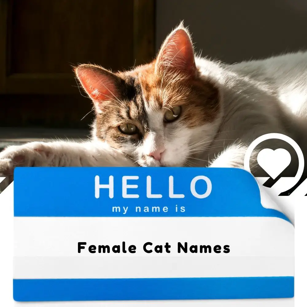 Female Cat Names (2024) I Love IT