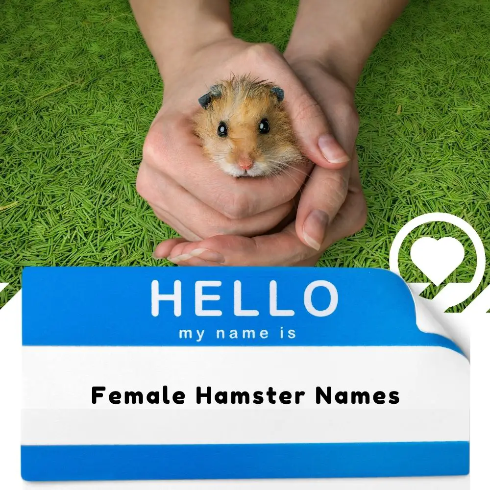 Female Hamster Names (2024) I Love IT