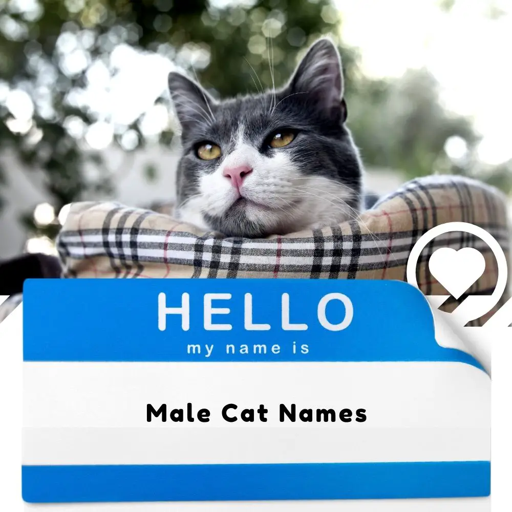 Male Cat Names (2024) I Love IT