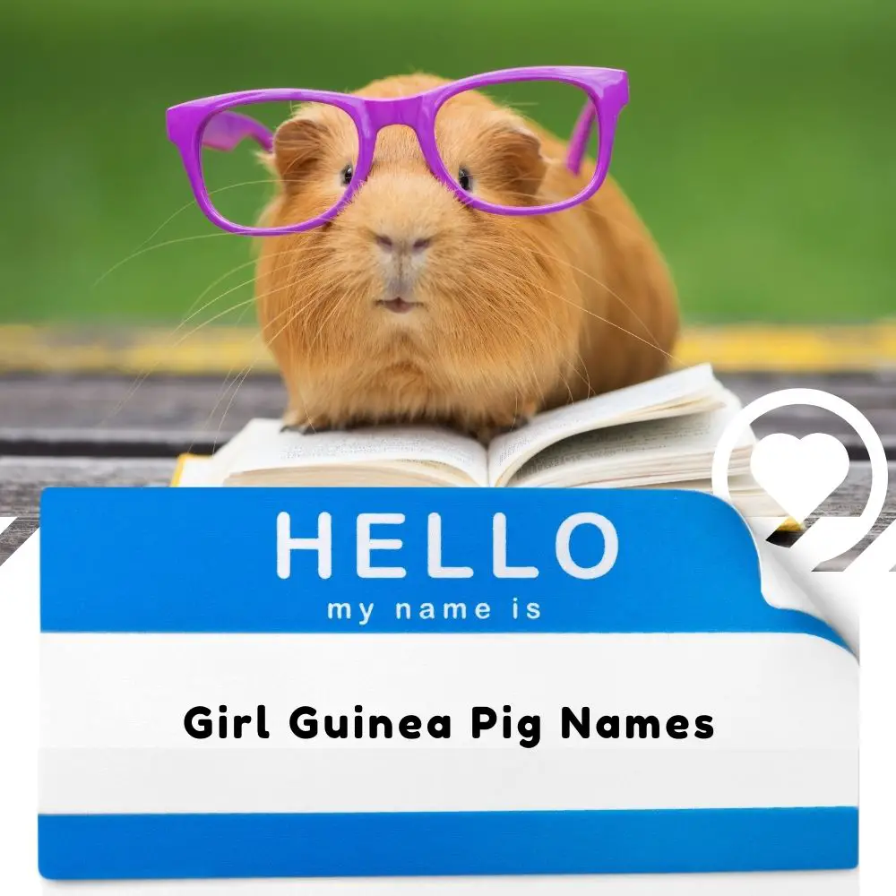 Female Guinea Pig Names (2024) I Love IT