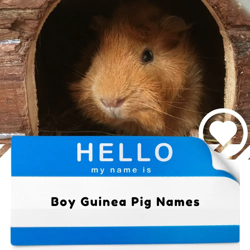Male Guinea Pig Names (2024) I Love IT
