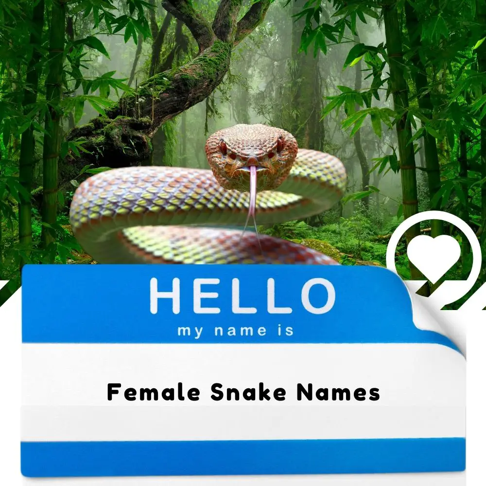 Female Pet Snake Names (2023) - I Love IT