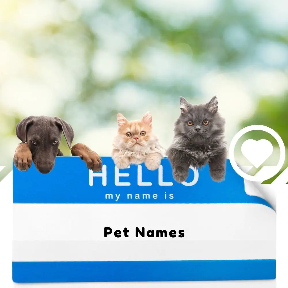 Pet Names For Lovers