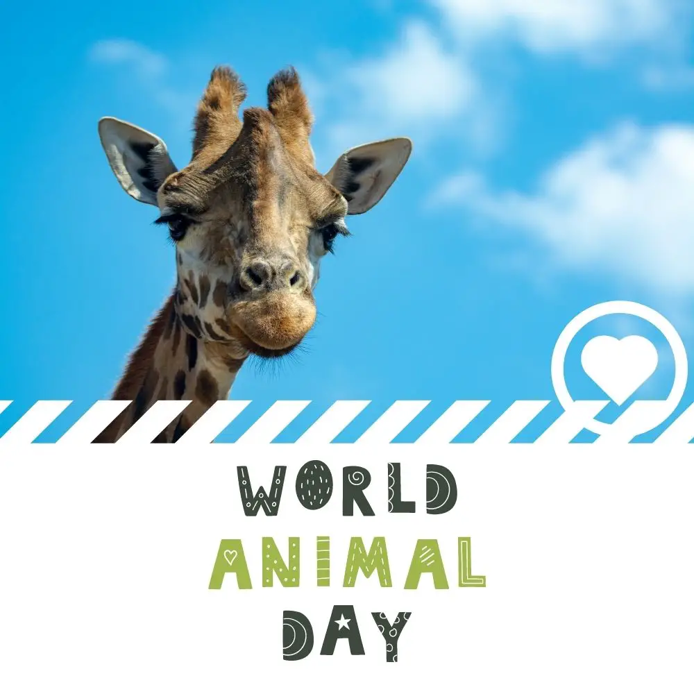 World Animal Day (2023) - I Love IT