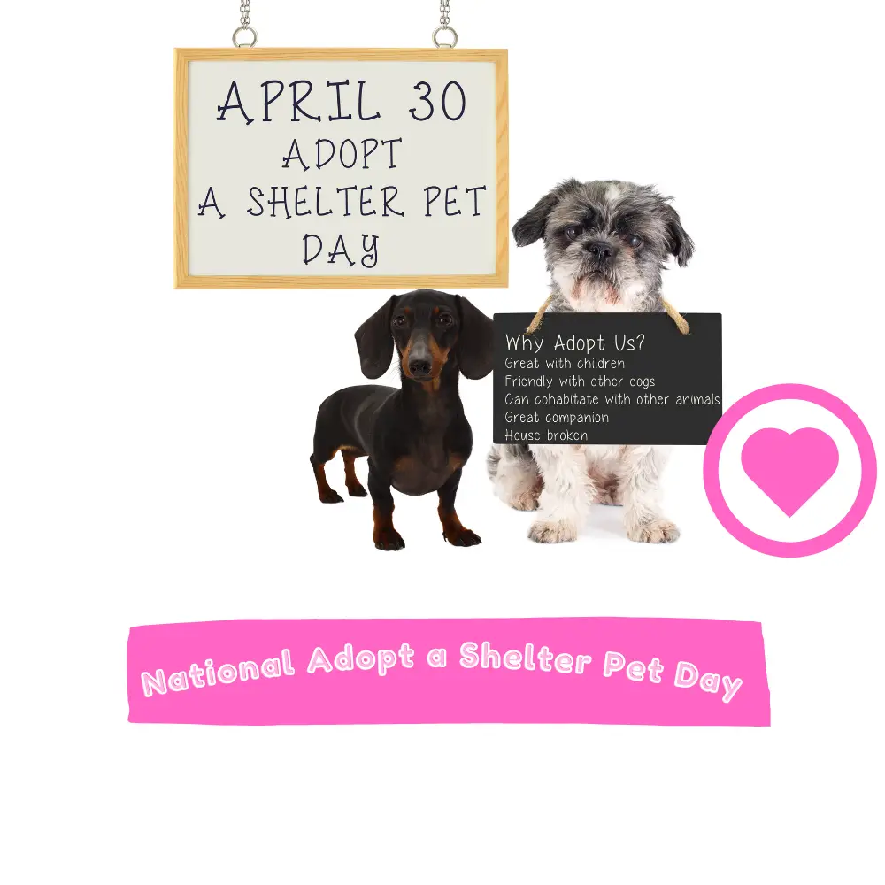 Adopt a Shelter Pet Day (2024) I Love IT