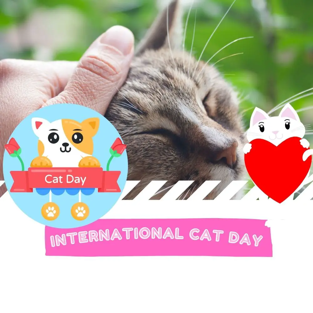 International Cat Day (2022) I Love IT