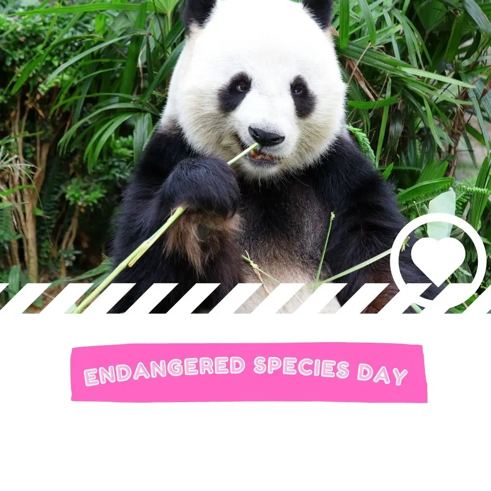 Endangered Species Day (2024) I Love IT