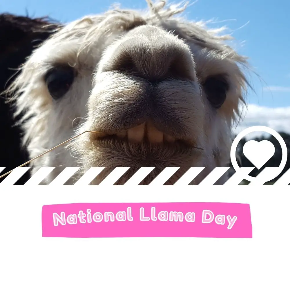 National Llama Day (2024) I Love IT