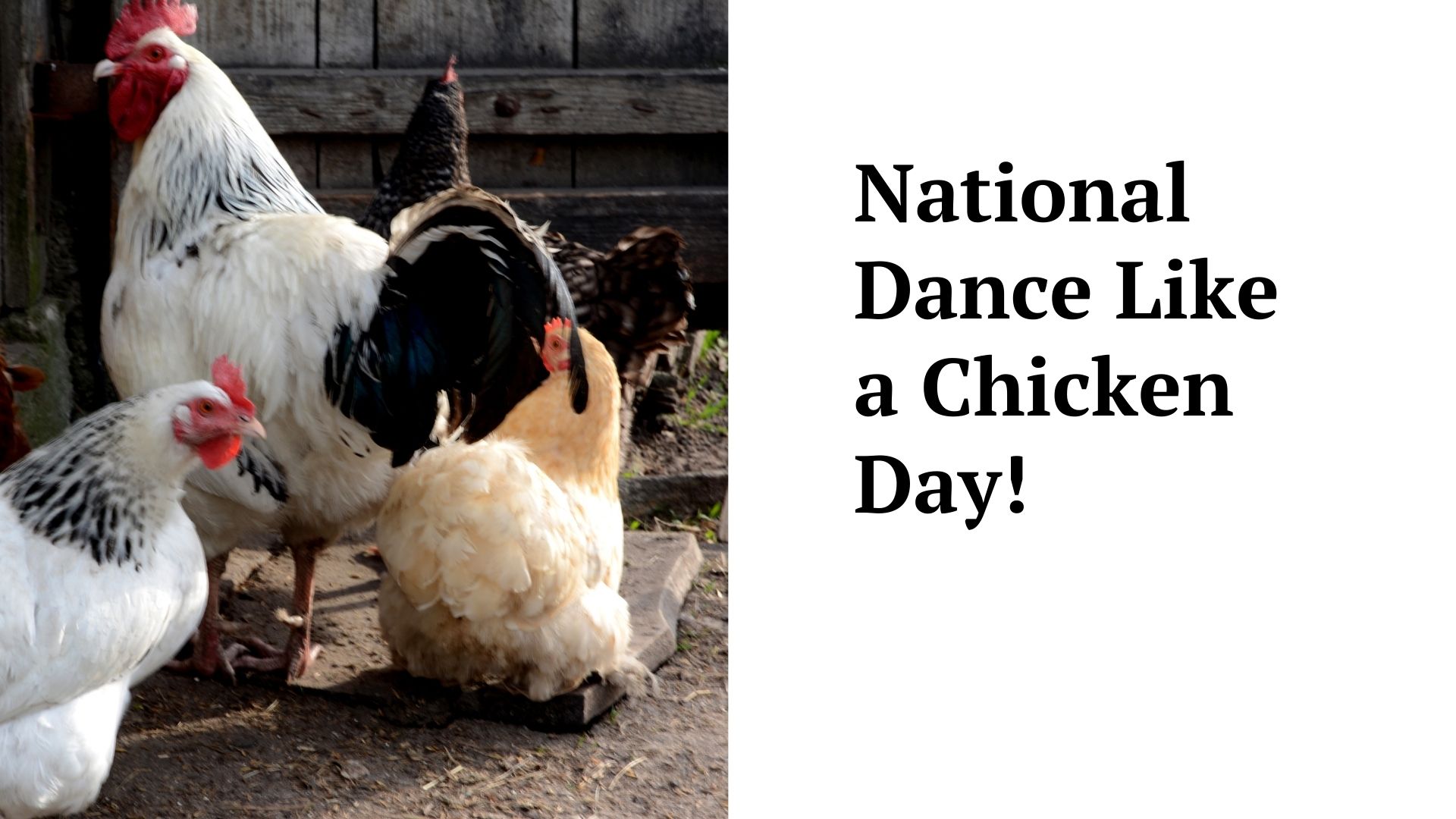 National Dance Like a Chicken Day (2024) I Love IT