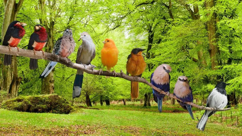 Birds
