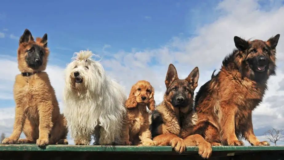 Dogs