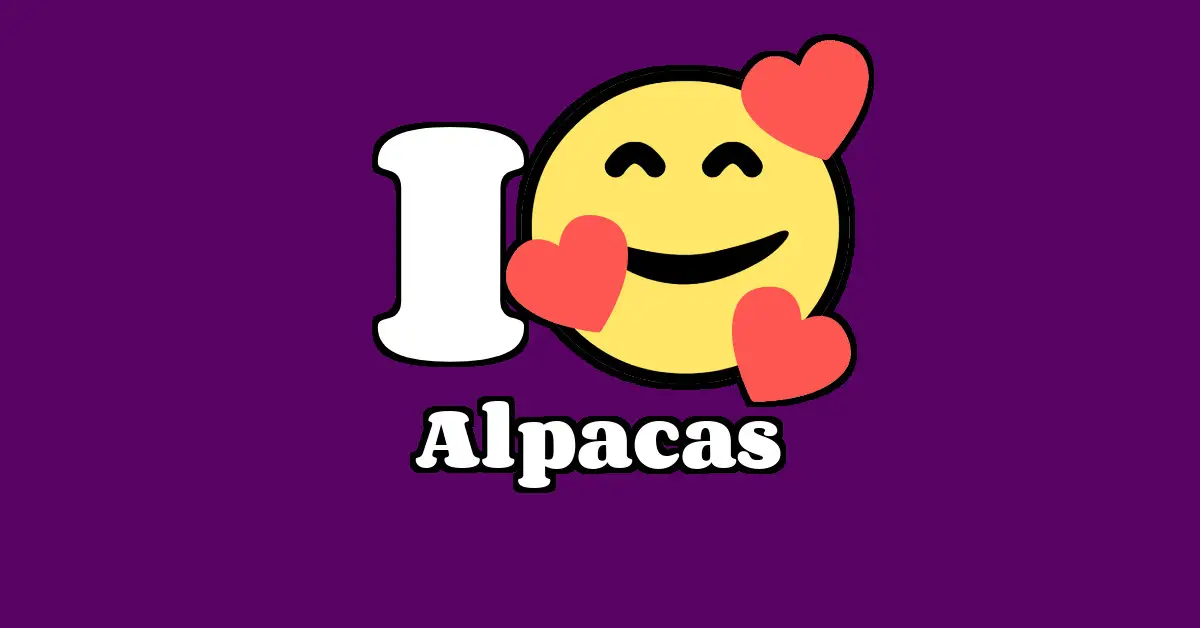 Alpacas