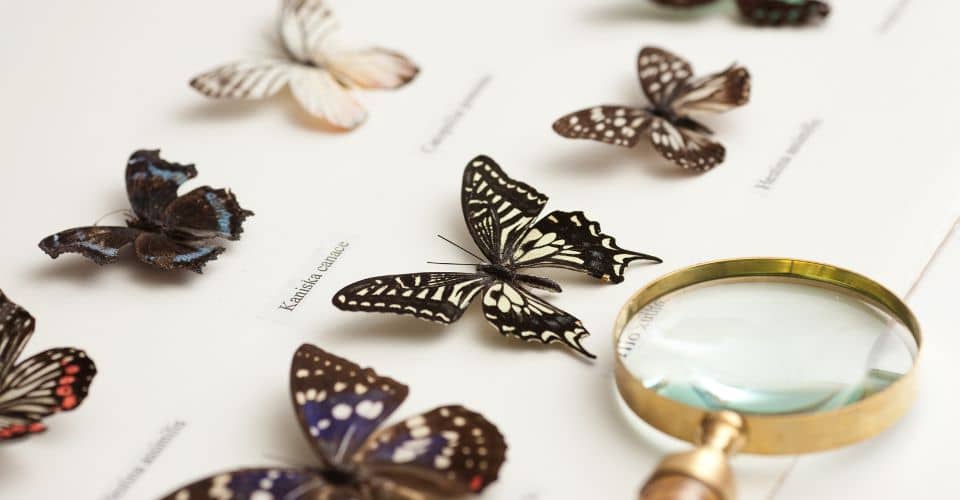 Entomology