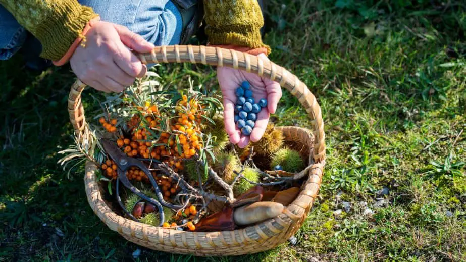 Foraging