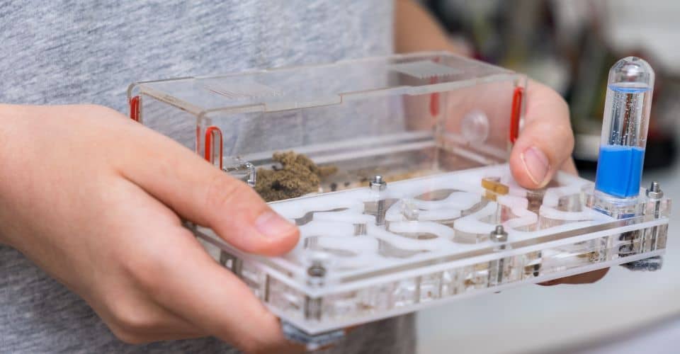 Ant Farming