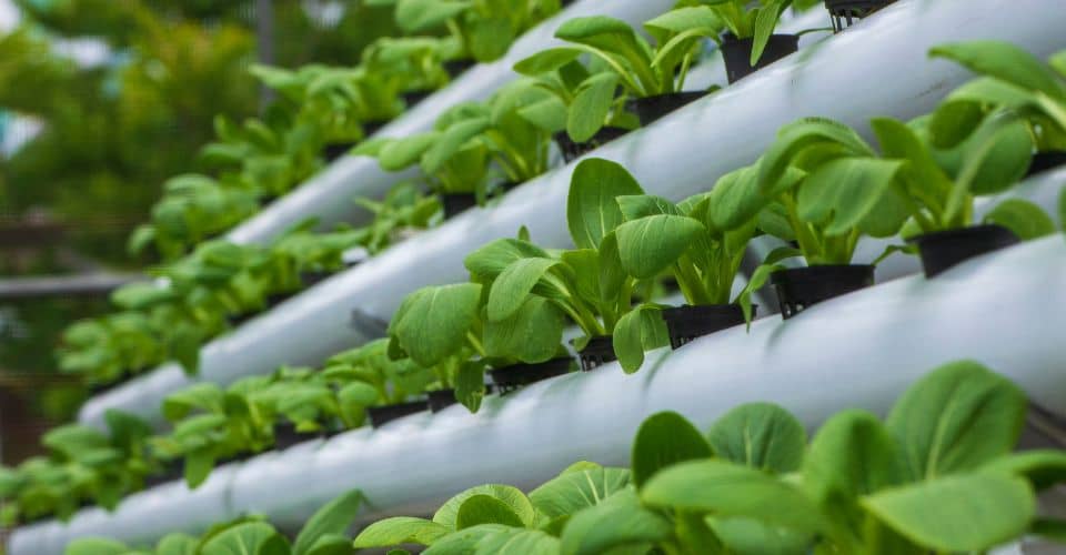 Hydroponic Gardening