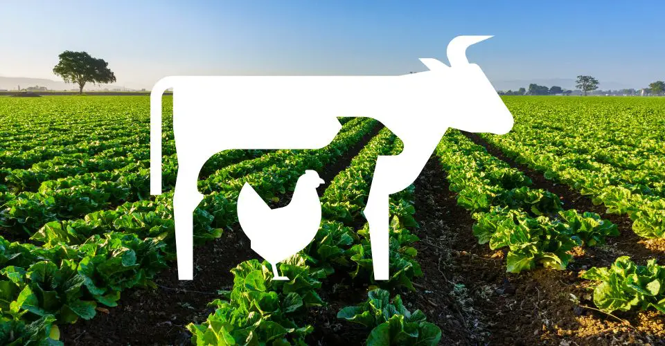 World Farm Animals Day (2024) I Love IT