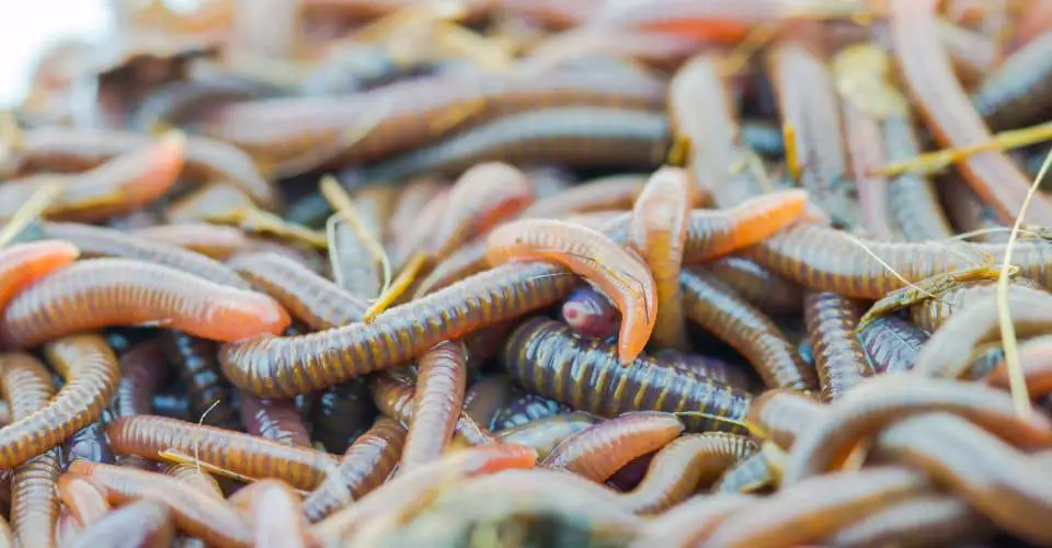 Oligochaetology
