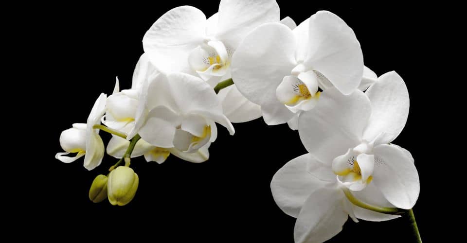 Orchids
