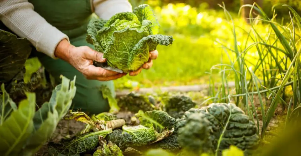 Organic Gardening