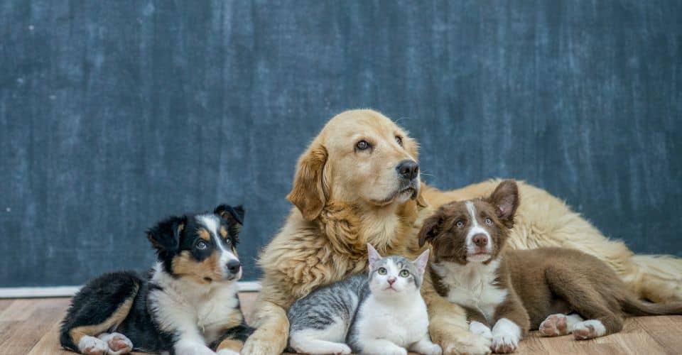 Pets