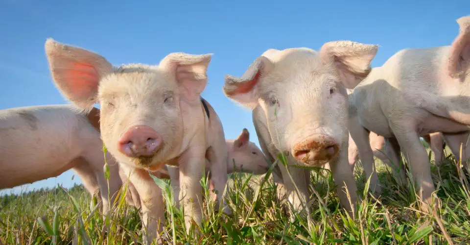 Pigs