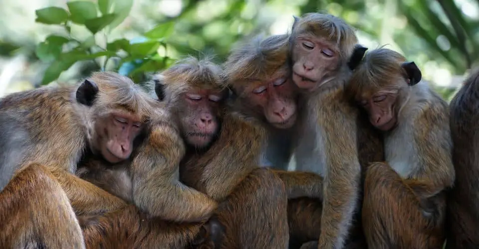 Monkeys