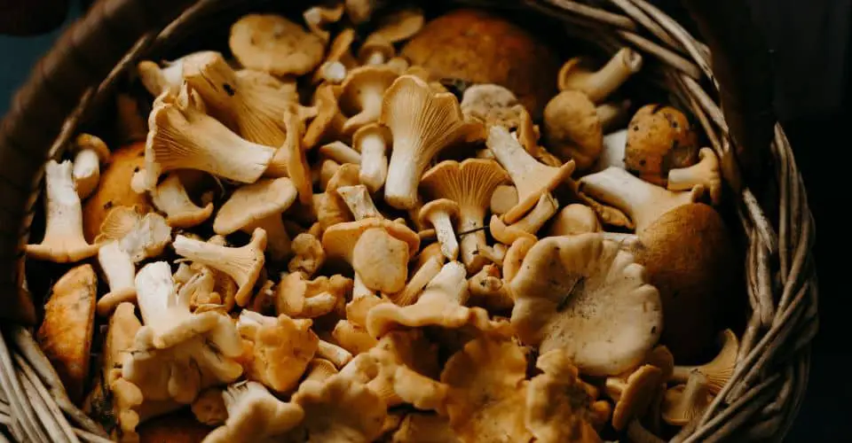 Mushrooms