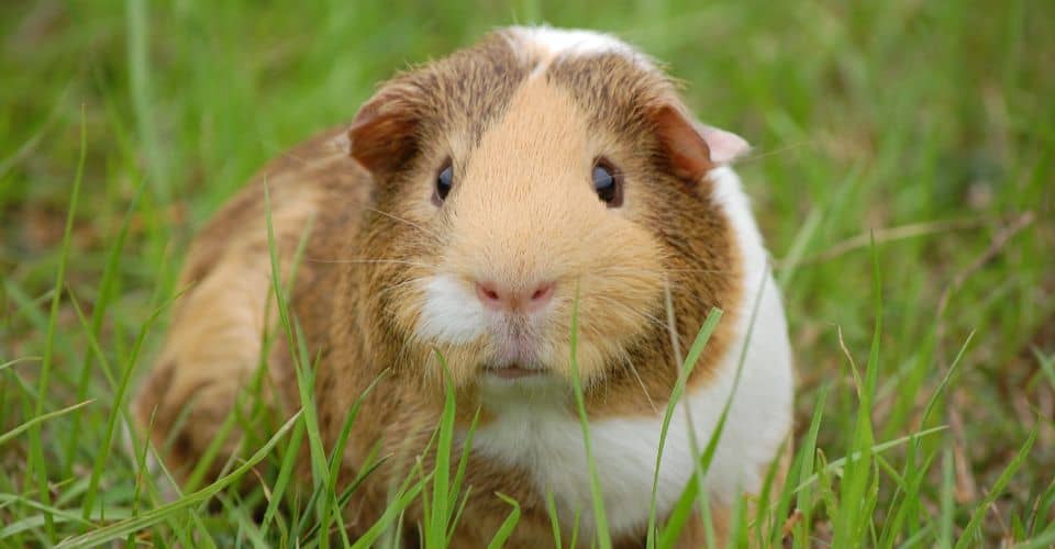 Guinea Pig Appreciation Day (2024) I Love IT