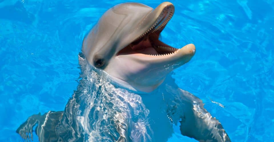 National Dolphin Day (2024) I Love IT
