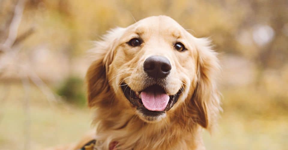 National Golden Retriever Day (2025) I Love IT