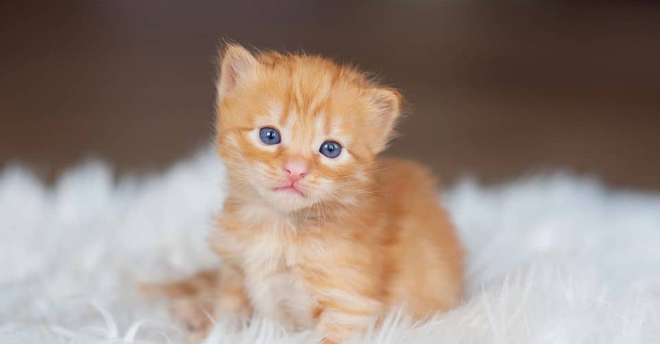 National Kitten Day (2024) I Love IT
