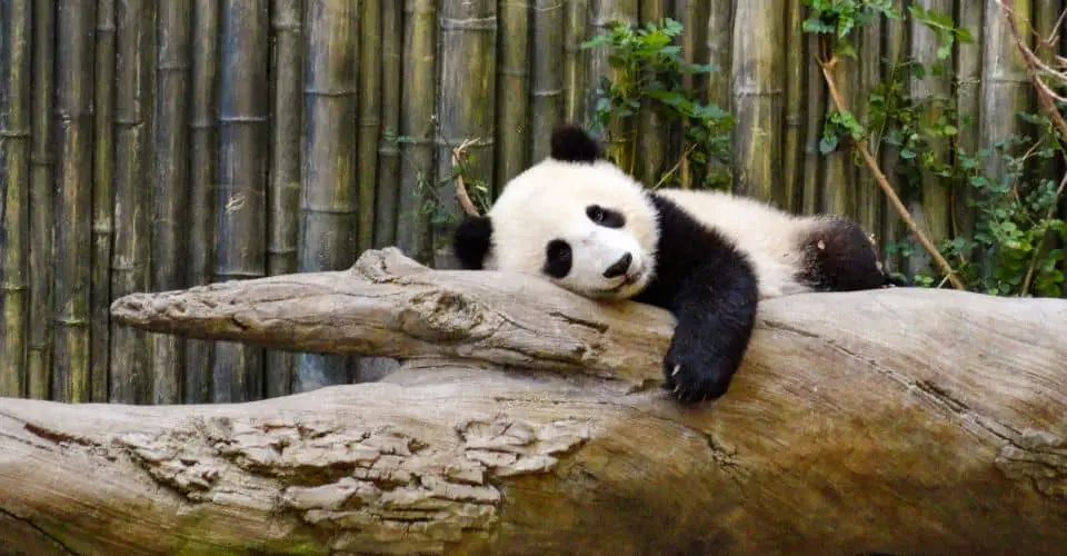 National Panda Day (2024) I Love IT