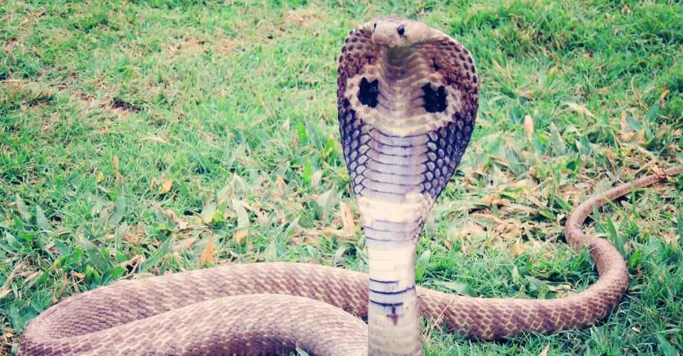 National Serpent Day (2025) I Love IT