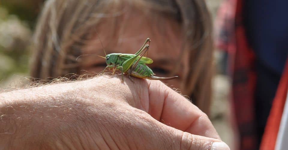 Pet Insects: 101 [The Beginner's Guide] - I Love IT