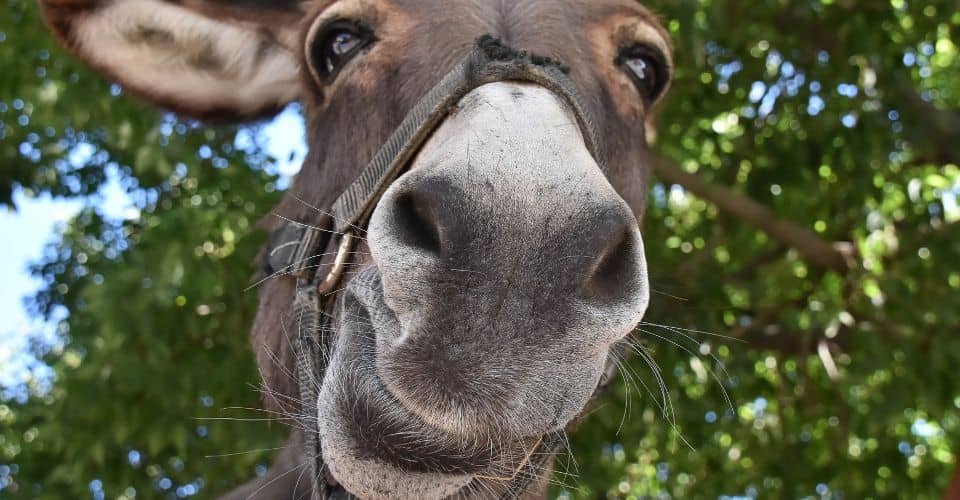 World Donkey Day (2024) I Love IT