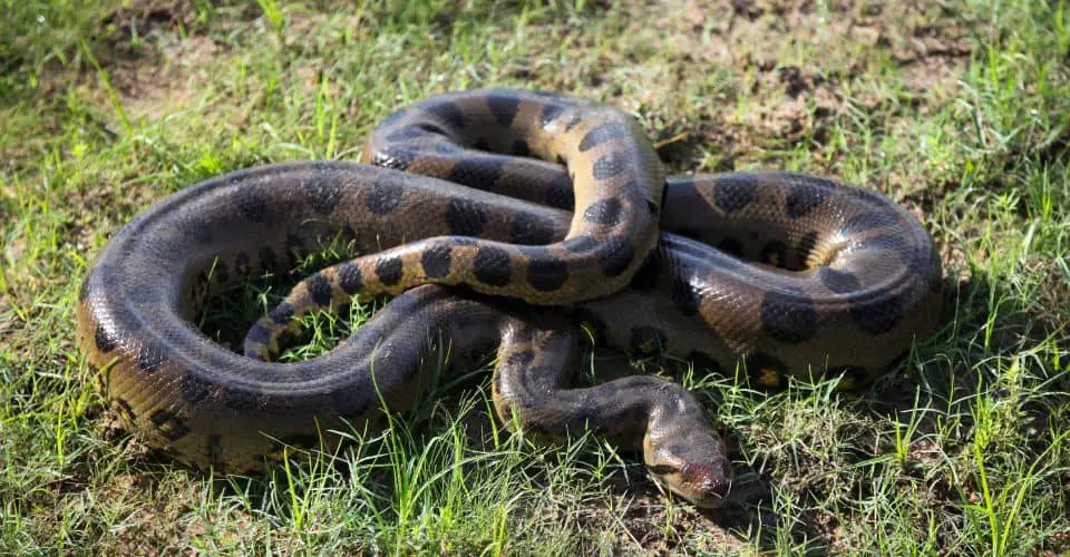 World Snake Day (2025) I Love IT